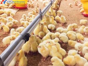 Quality Large Poultry Farm Building Structure Customized Steel Chicken Shed wholesale