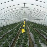 48mm Arch Pipe 150 Micron Agriculture Plastic Film Covered Single Tunnel