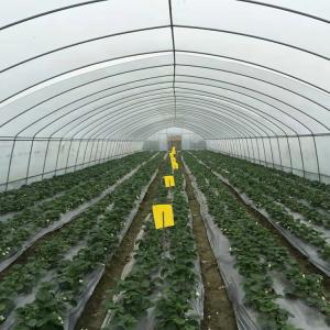 Quality Plastic Film Low Tunnel Greenhouse Frame Single Span Tomato Cucumber Lettuce wholesale