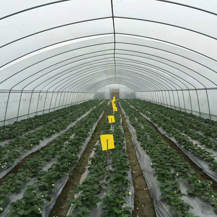 Agricultural Tent Singlespan Polytunnel Green House Poly Film Tunnel Plastic Greenhouse