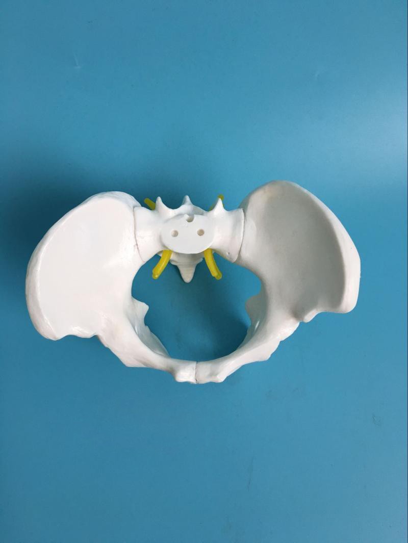 Plastic Mini 13x9x9cm Female Pelvis Model For Medical Teaching