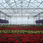 Tomato Poly Natural Plastic Film Greenhouse / Polyethylene Foil Greenhouse