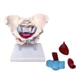Pvc Education Tasteless Anatomical Pelvis Model