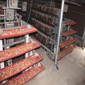 Quality 4 Layers 2mm Battery Cage Poultry Egg Collection System ISO9001 Certificated wholesale