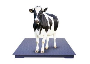 Quality Carbon Steel Plate Heavy Duty Platform Floor Scale Large 330lb 150kg Capacity wholesale