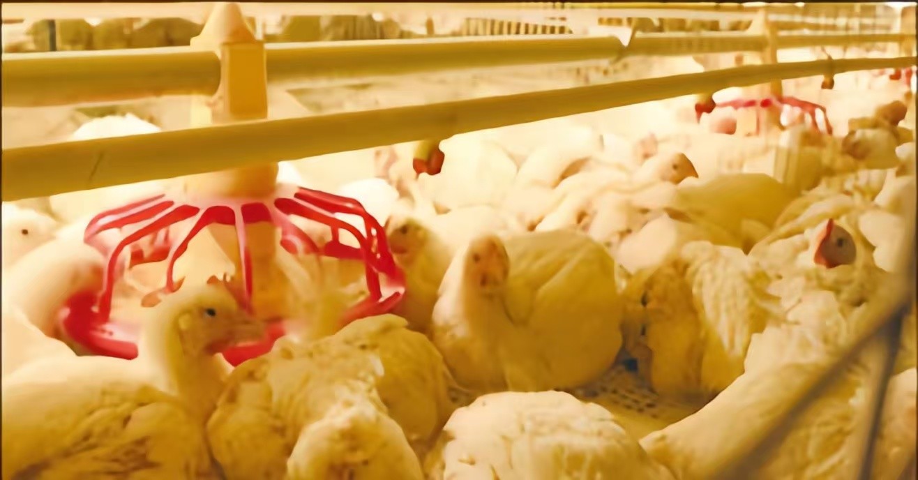 A Type Battery Layer Chicken Cage Automatic Chicken Poultry Farming Equipment