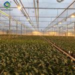 Low Maintenance Commercial Glass Greenhouse With Adjustable Roof Vents