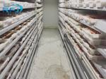 Fresh Tuna Small Tunnel Plate Blast Walk In Freezer Industrial Seafood Iqf Cold