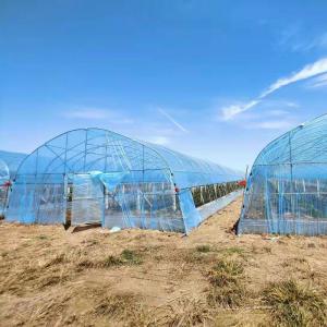 Quality 8m 9m 10m Plastic Polytunnel Greenhouse Agriculture Growing Vegetable Flower Fruit wholesale