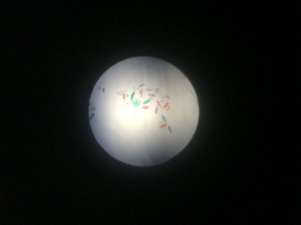 Medical Research Used Microbiology Amoeba Prepared Glass Microscope Slides For Teaching