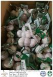 Garlic to Columbia; package: 3 pieces in 10 kg carton box; Size: 4.5-5.0 cm;