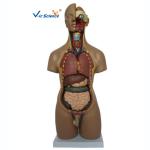55cm Unisex Human Torso Skeleton Anatomy 20 Parts