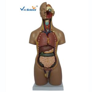 Quality 55cm Unisex Human Torso Skeleton Anatomy 20 Parts wholesale