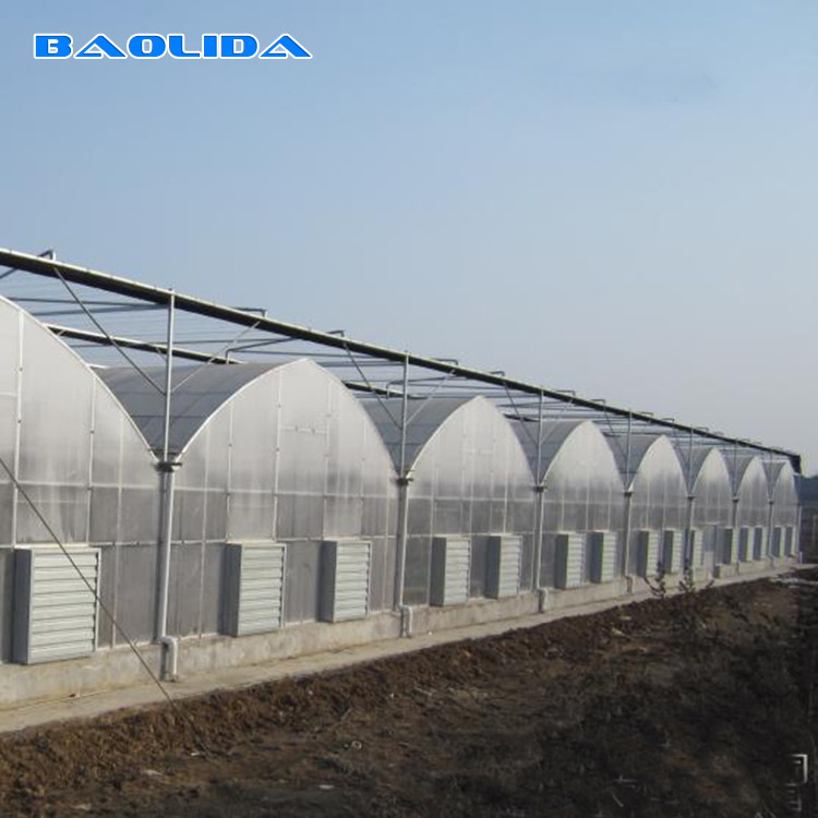 Multi Span 80 Micro Polyethylene Plastic Tomato Multi Span Greenhouse