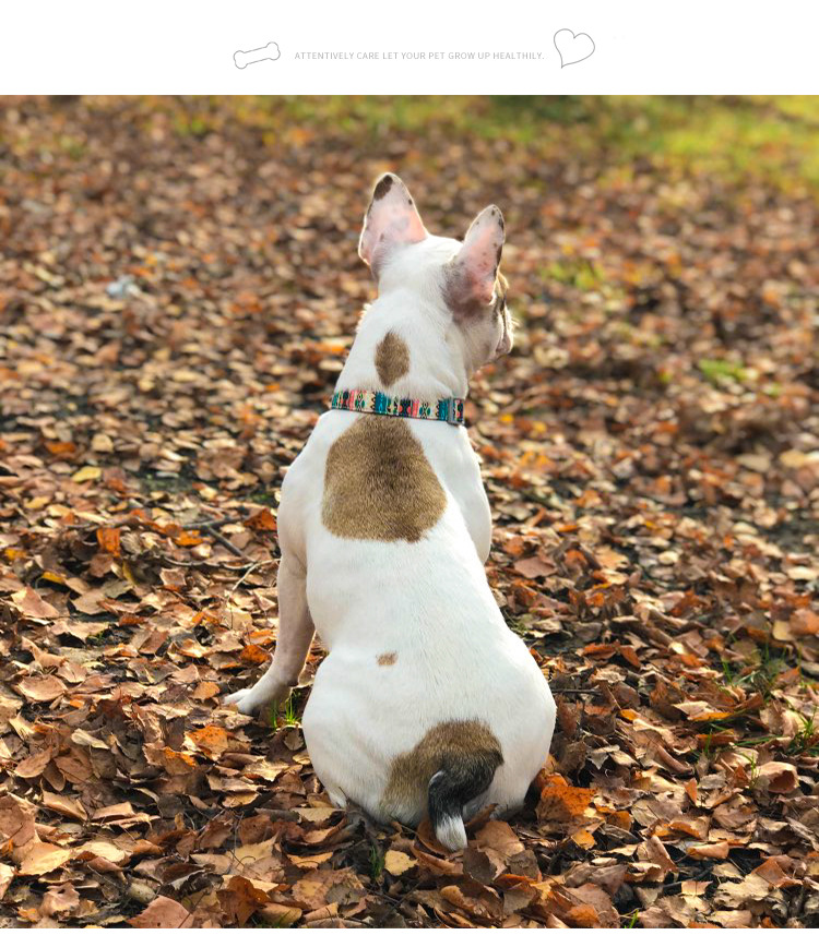 Heat Transfer puppy harness and leash rubber mixture available