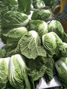 Quality Delicious Chinese Manufactured Cabbage , Cruciferous Chinese Flowering Cabbage wholesale