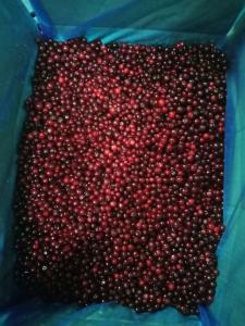 Quality HACCP IQF Frozen Sweet And Delicious Wild Frozen Fruit wholesale