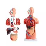 Medical Science Teaching 85cm Human Torso Model PVC Plastic Detachable Anatomy