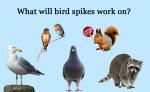 Bird Spikes for Pigeons Small Birds,Stainless Steel Bird Spikes -No More Bird