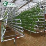 Boost Potato Harvest Large Plastic Pipes Multi-Span Agricultural Greenhouses