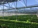 Thermal Insulation Commercial Photovoltaic Greenhouses Customization Option