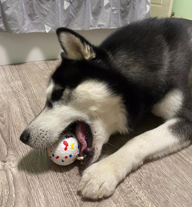Dog Chew Toy ETPU Solid Ball Interactive for Pet Toys and Accessories