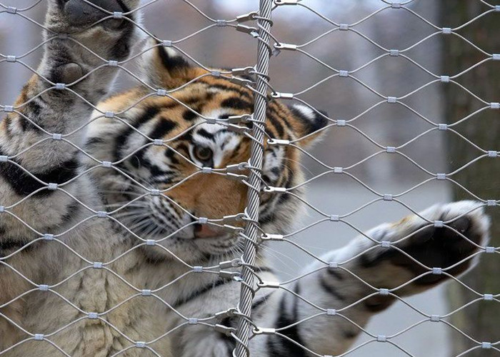 Professional Custom Zoo Wire Mesh Ferrule Type Animal Enclosure Mesh