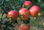 100% Nature Punica granatum Pomegranate Peel Extract (Ellagic Acid )Punica