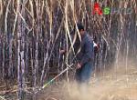The Factory Price Small Multi-Purpose Lawn Sugarcane Harvester for Farming