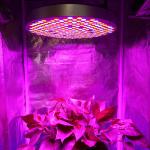 SMD2835 Red Blue 289 Leds Dimmable Plant Growing Lamp