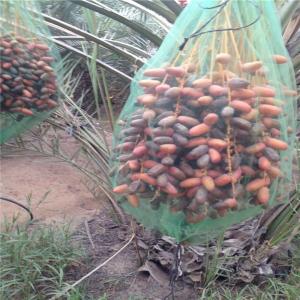 Quality Anti Insect Net Bag Green Free for Agriculture Date Palm Covering and Protecting wholesale