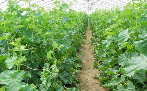 High Output Ratio Single Tunnel Greenhouse With Loading Ventilation Heating System