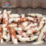 180KG Small automatic ginger washing machine Cassava peeling machine sweet