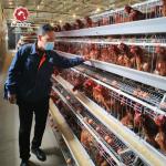 Free Design Provide Layer Chicken Cage Hot Dip Galvanized
