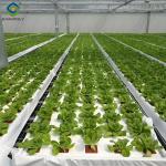 Vegetable Fruits Growing Farm Hydroponic Greenhouse Vertical / Horizontal NFT