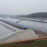 Irrigation System Sunlight Greenhouse for Vegetable US Currency and Temporary