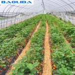 Galvanized Steel Frame Greenhouse Grown Strawberries Simple Structure
