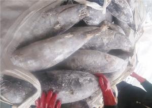 Quality 100% Net Weight Delicious 5kg 7kg Fresh Yellowfin Tuna wholesale
