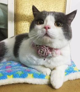 Quality Sweet Custom Pet Collars / Flower Cat Collar Personalized Customized Logo wholesale