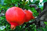 100% Nature Punica granatum Pomegranate Peel Extract (Ellagic Acid )Punica