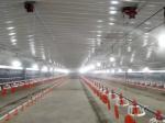 Wind Resistant Commercial Poultry House Q355 Chicken Farm Steel Structures