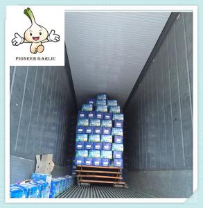 Quality Hot selling garlic 2016 chinese jinxiang white garlic with low price wholesale