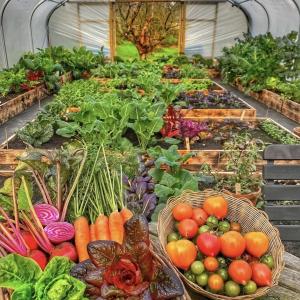 Quality Revolutionize Your Vegetable Production with Drip Irrigation Tunnel Greenhouse wholesale