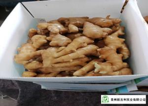 Quality Own Bases Organic Fresh Ginger Storage Temperature 10 °C - 15 °C wholesale