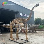 Authentic Personalized Dinosaur Skeleton Model For Outdoor Decoration Shunosauru