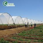 Large Double Layer Chicken Farm Multi-Span Film Greenhouse Customizable Size