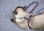 Vest Cat Harness And Leash Set For Walking Escape Proof