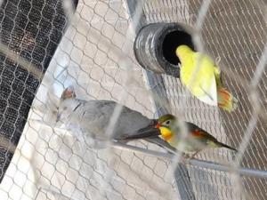 Quality Silvery Outdoor Aviary Netting Stainless Steel Strong Toughness For Bird Fencing wholesale