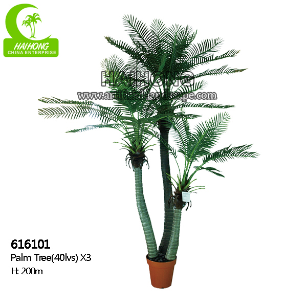 palm tree