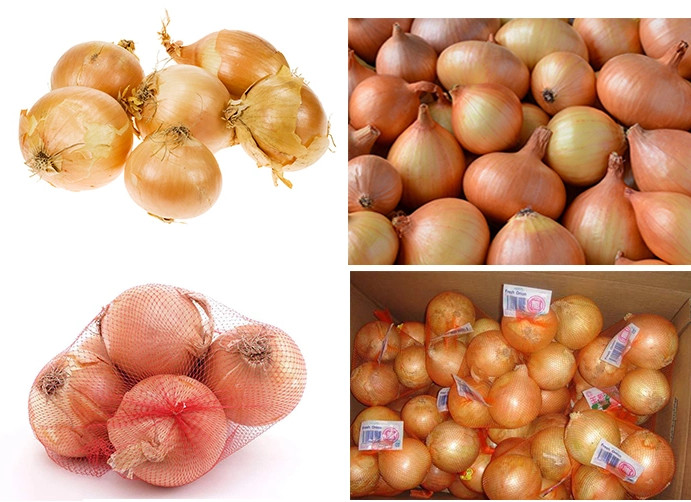 6cm Spicy Osteoporosis Proof Natural Fresh Onion